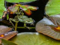 Teichfrosch in Becken im Botanischen Garten - Erlangen